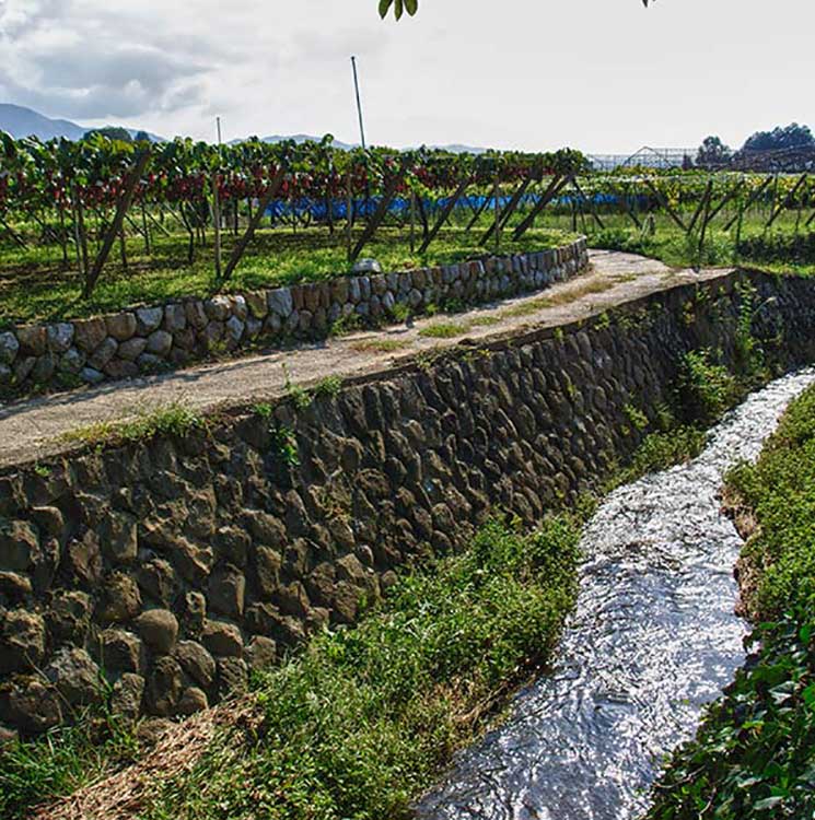 Japan winery and Japanese Wine Tasting tour in Katsunuma Yamanashi Japan