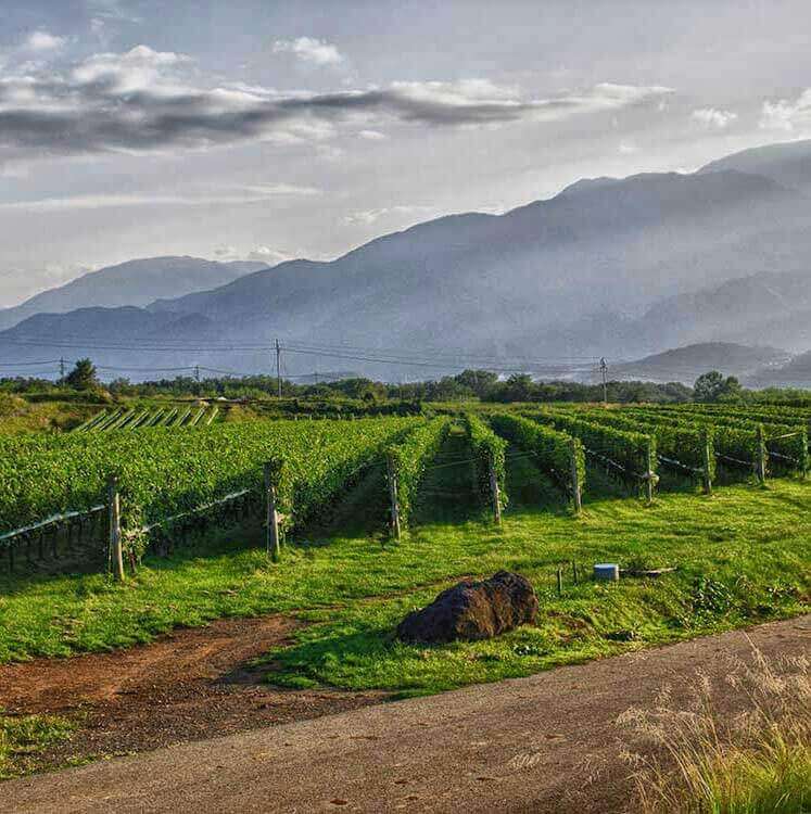Eco Tours Japan winery and Wine Tasting tour in Katsunuma Yamanashi Japan