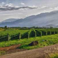 Eco Tours Japan Winery and Japanese Wine Tasting tour in Katsunuma Yamanashi Japan