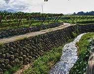 Eco Tours Japan Winery and Wine Tasting tours in Katsunuma Yamanashi